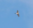 /album/my-local-birding-gallery/large-sparrow-hawk-huting-over-the-reserve-jpg1/